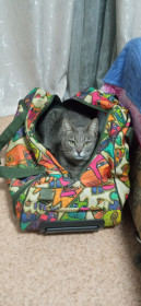 Барсик из Зеи