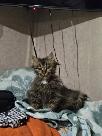 Пумба из с. Игнатьево