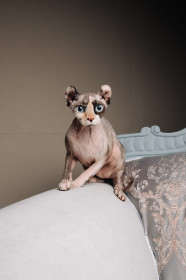 Арканум Бэйлиш из Благовещенска