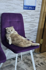 Симба из Благовещенска