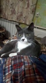 Дымок из Завитинска