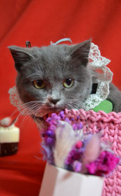 Шуша из Благовещенска