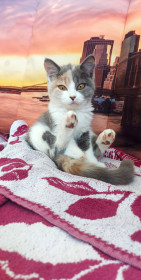 Буся из Берегового