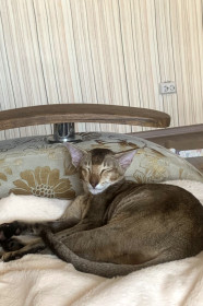 Бусинка, г. Благовещенск