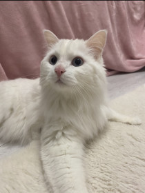 Кот Веля, г. Благовещенск