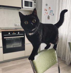 Особенная Гуся, г. Благовещенск