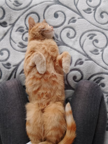 Кузя из Благовещенска