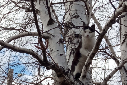 Васенька из Зеи
