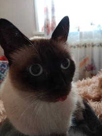 Борис, г. Белогорск