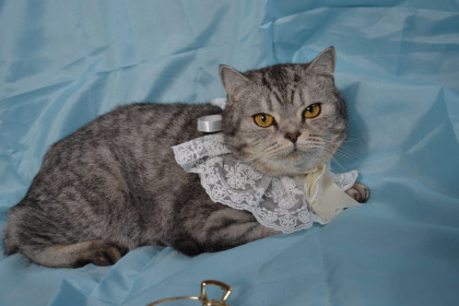 Ласка из Благовещенска