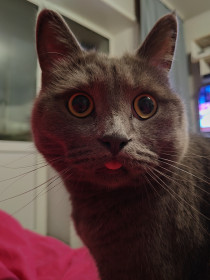 Винтик, г.  Благовещенска