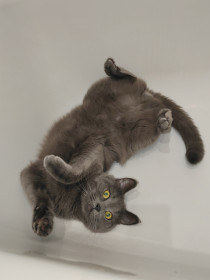 Кот Винтик из Благовещенска