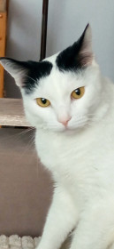 Кот Масик из Благовещенска