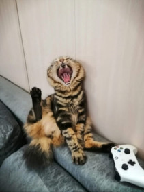 Хвостик из Благовещенска