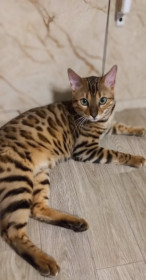 Мэйсон, г. Завитинск