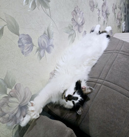 Киня, г. Благовещенск