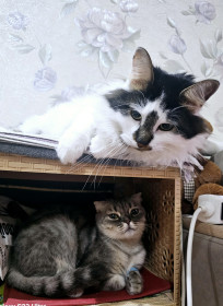 Эмми и Киня, г. Благовещенск