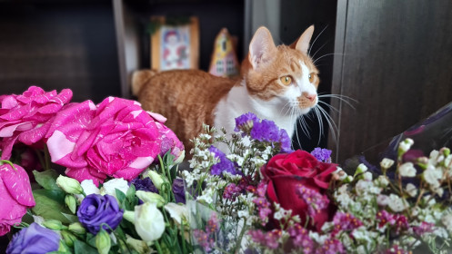 Кот Семён из Благовещенска