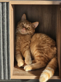 Норик из села Кантон-Коммуна