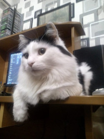 Кот Манюша, г. Завитинск