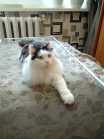 Кот Манюша, г. Завитинск