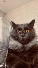 Кот Кузя, Кузьмин из Благовещенска