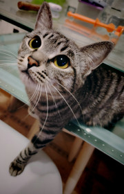 Нюшка, г. Благовещенск