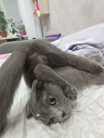 Кот Томас, г. Белогорск