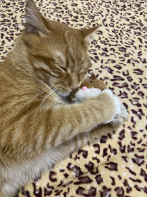 Лучик из Благовещенска