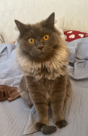 Кот Кузя, по кличке Пушок. г. Благовещенск