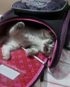 Эмми из г. Благовещенска