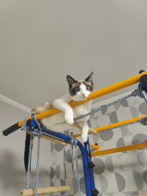 Кошка Сима, город Благовещенск