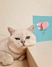 Тосик из Благовещенска