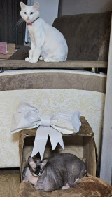 Моисея и Беляша из Благовещенска