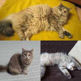 Красотка Муся из Зеи