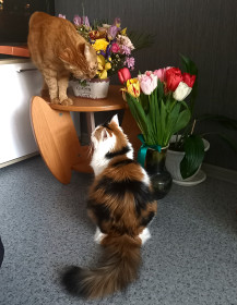 Кот Симба из города Благовещенска