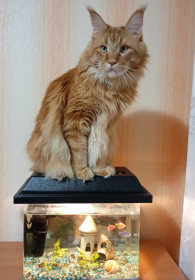 Федор из Благовещенска