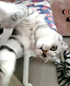 Кот Барс из Белогорска