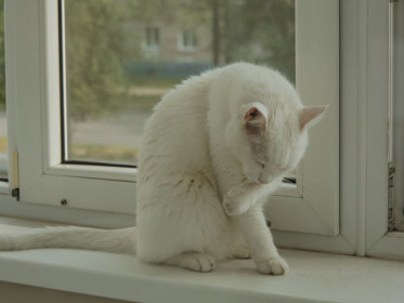 Мэл из Благовещенска