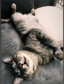 Котик Кубик, г. Благовещенск