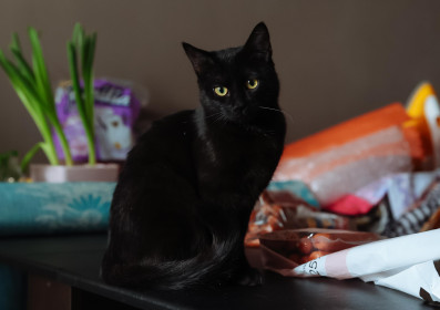 Мила из Благовещенска