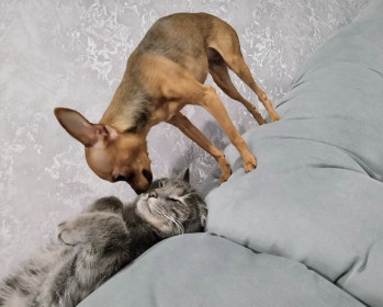 Кубик, г. Благовещенск