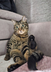 Кот Тимоша из Благовещенска