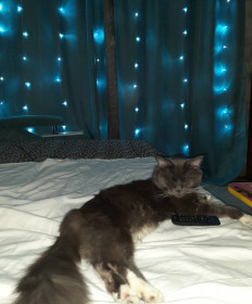 Кот по кличке Брюс, г. Благовещенск