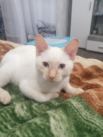 Снежок из Благовещенска