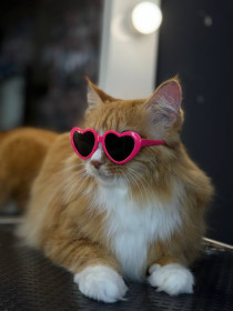 Алиса из Благовещенска