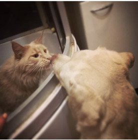 Мейн-кун Кузьма из Владивостока