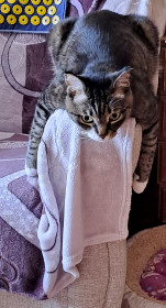 Кот Марсик из Завитинска