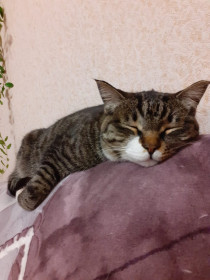 Кот Марсик из Завитинска