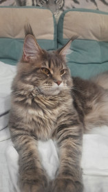 Саванна, г. Благовещенск